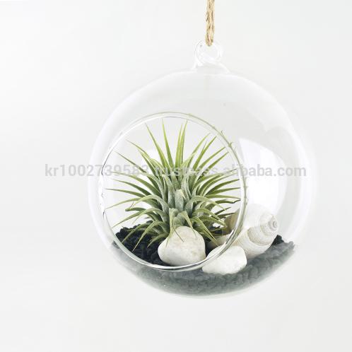 Tillandsia Hanging Glass Gift Set." Black Sea " by Joinflower Joinfolia