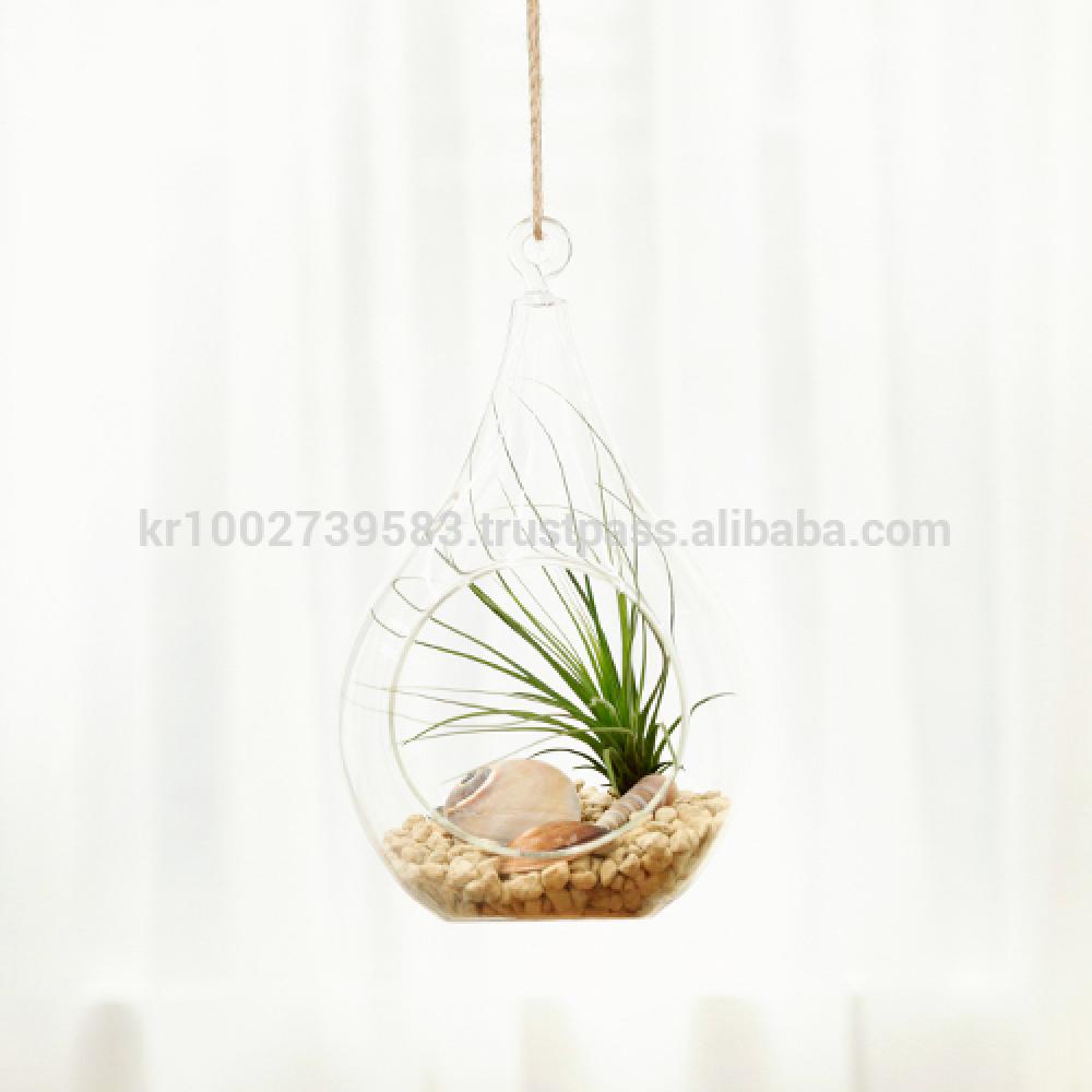 Air Plants Tillandsia Terrarium Set " Desert Juncifolia " by Joinflower Joinfolia