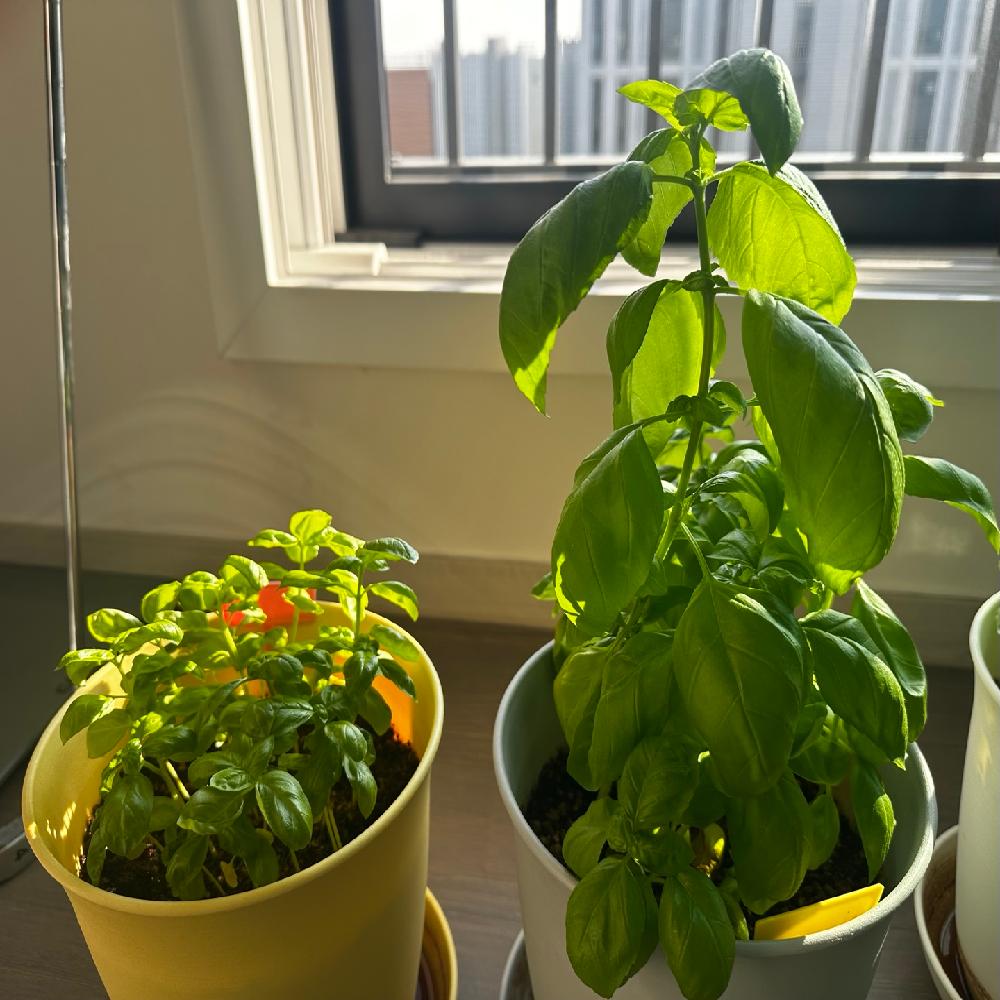 Photosynthesis enhancer, Promotor